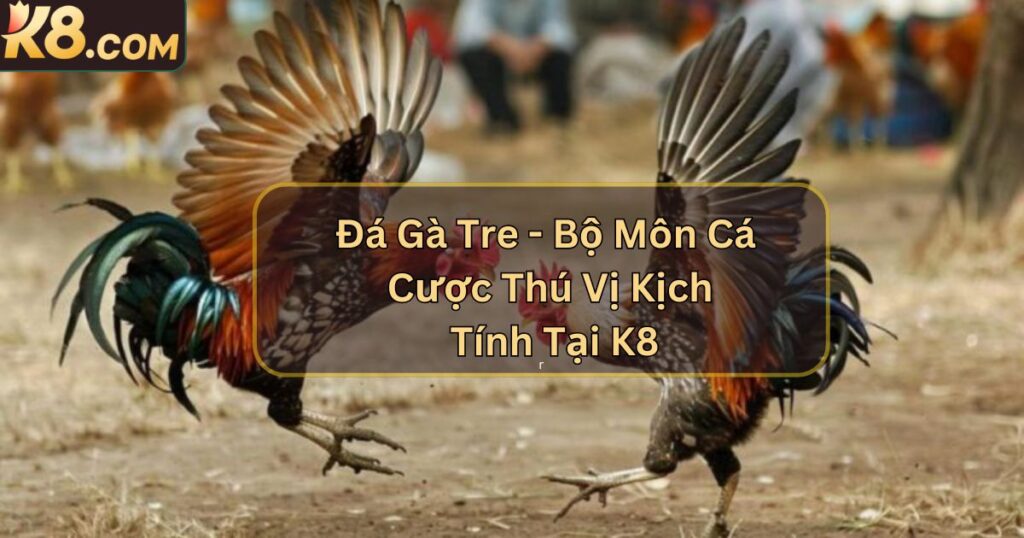 Đá Gà Tre - Bộ Môn Cá Cược Thú Vị Kịch Tính Tại K8 1 Đá Gà Tre - Bộ Môn Cá Cược Thú Vị Kịch Tính Tại K8
