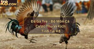 Đá Gà Tre - Bộ Môn Cá Cược Thú Vị Kịch Tính Tại K8