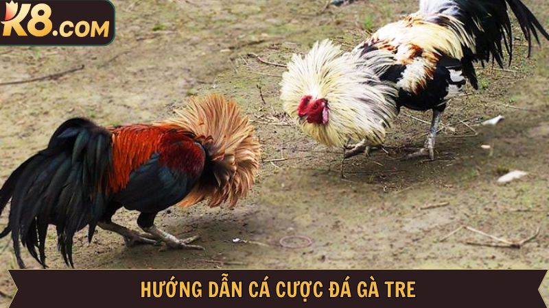 Đá Gà Tre - Bộ Môn Cá Cược Thú Vị Kịch Tính Tại K8 4 Cách chơi đá gà tre dành cho hội viên tại K8