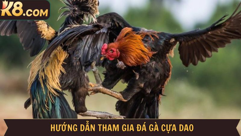 Khám phá cách xem và tham gia cá cược chọi kê tại K8