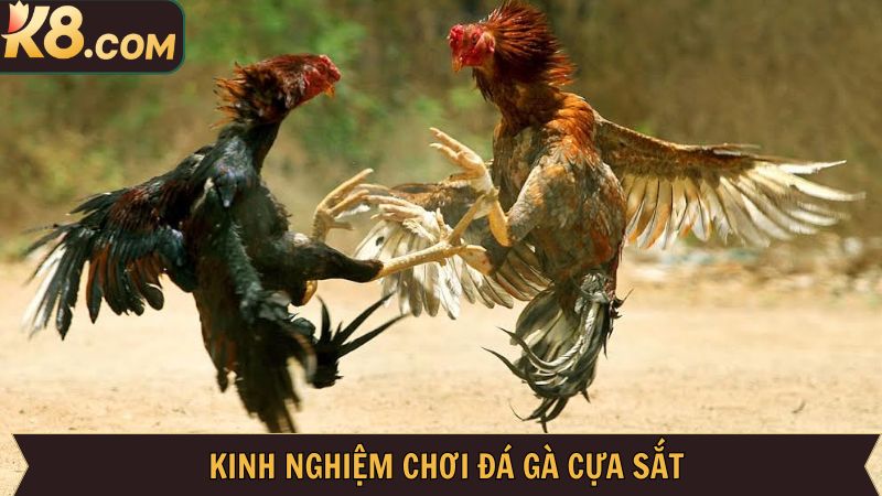 Chia sẻ một vài kinh nghiệm chơi đá gà cựa sắt thắng lớn cho newbie