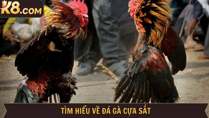 Khái quát đôi nét về đá gà cựa sắt K8